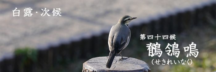 鶺鴒鳴(せきれいなく)　七十二候